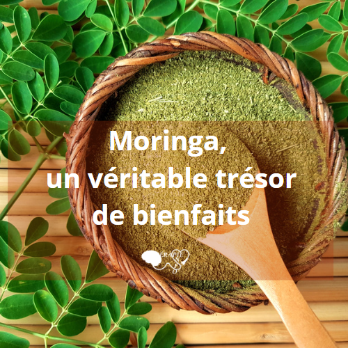 Moringa, un véritable trésor de bienfaits